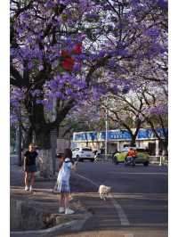 Xichang blue jacaranda, a dreamy purple sea of flowers in the hustle and bustle of the world.