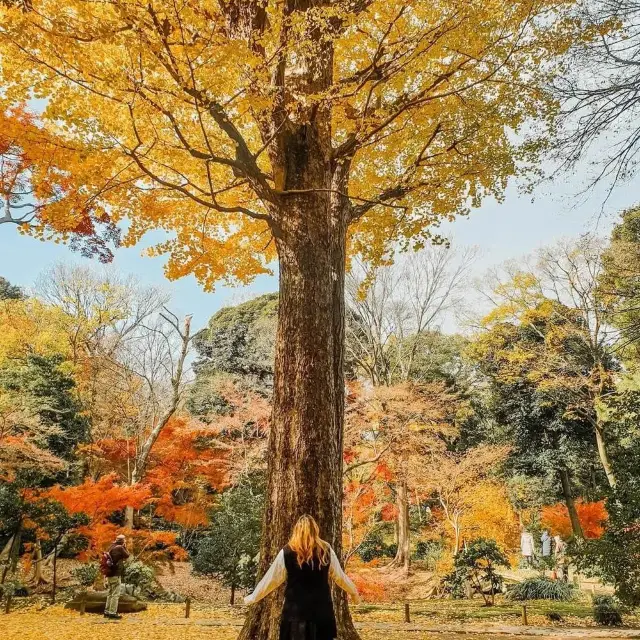 日本之秋：探訪賞楓勝地，濃情畫意🍁