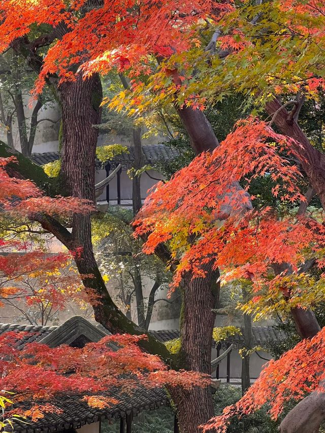 光影園林|與秋同肅！留園