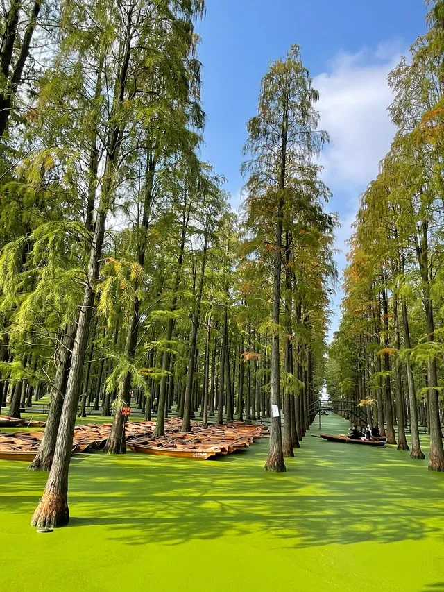踏入綠野仙蹤，揚州這個地方藏著一片抹茶湖