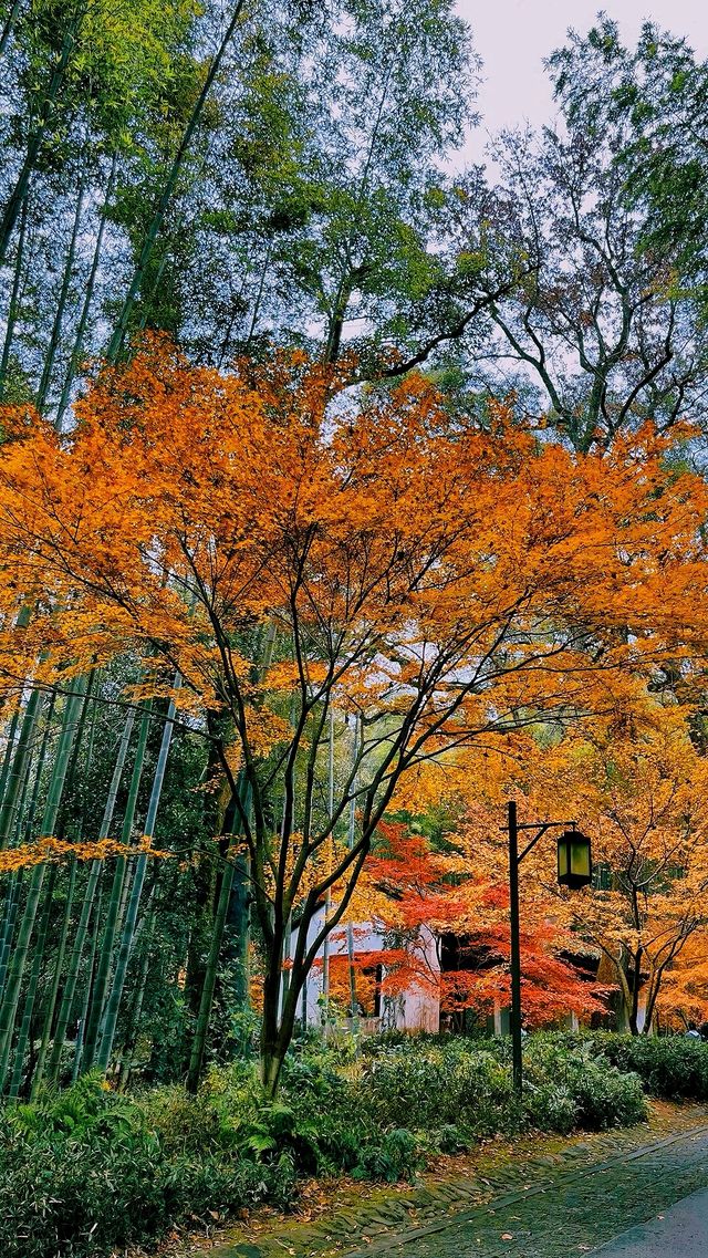 梅林南路·雲棲竹徑·真際寺 輕親子徒步