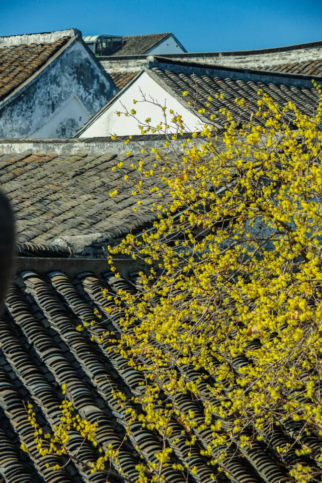 Changshu Yanyuan | The Eastern garden aesthetics with ancient wintersweet trees is so beautiful