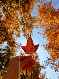 免費賞虞美人花海、楓葉紅了，這一幕美爆了！