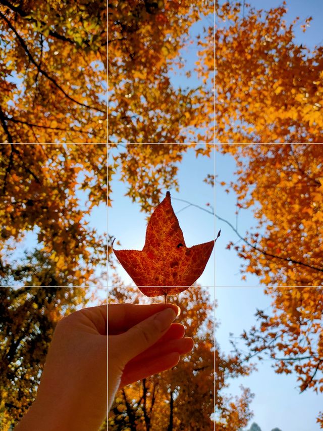 免費賞虞美人花海、楓葉紅了，這一幕美爆了！