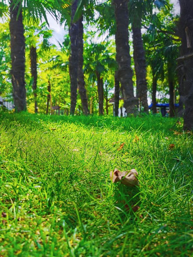 環全國系列12 上海 大寧鬱金香公園