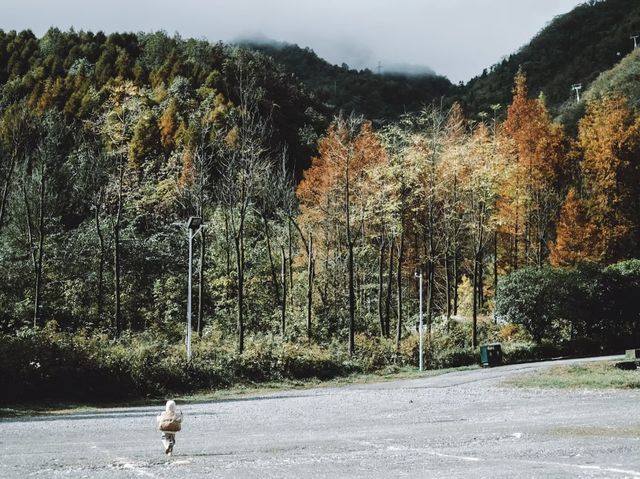 半山彩林半山雪，一起去西岭賞個秋