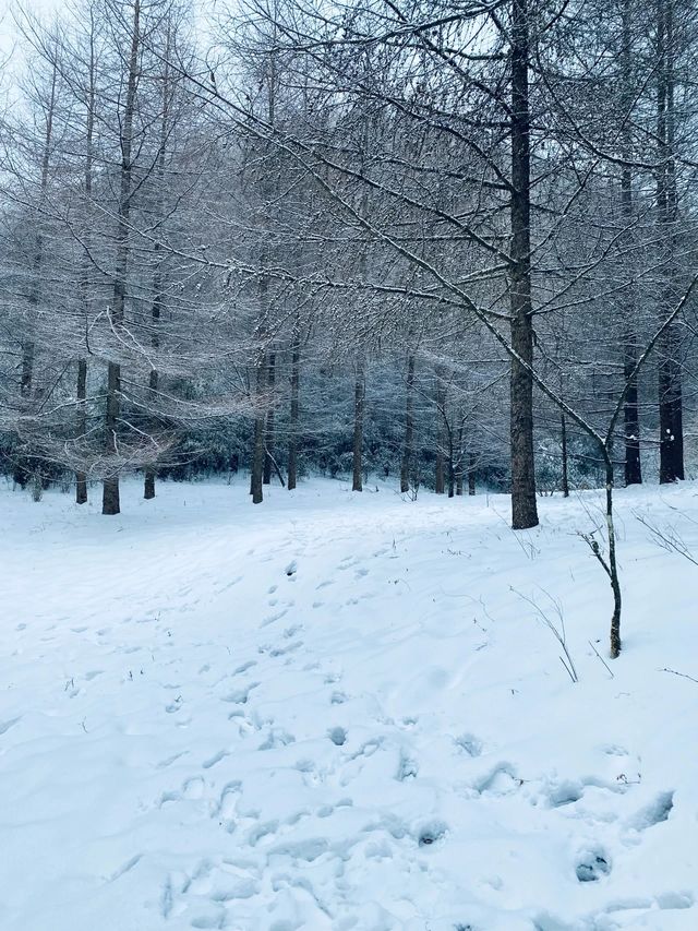 重慶巫溪紅池壩｜遠離喧囂與嘈雜的水墨雪景