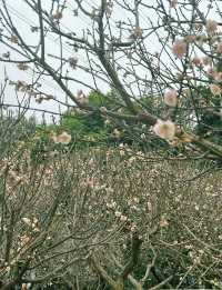 深圳梅園梅花滿山的梅花太美了