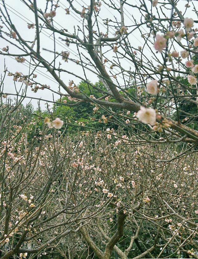 深圳梅園梅花滿山的梅花太美了