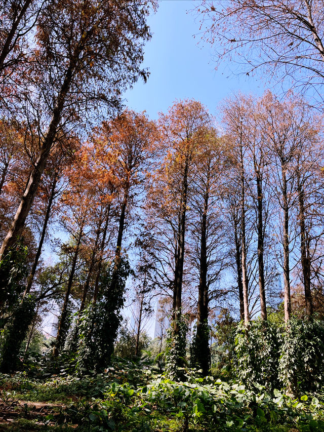 洪湖公園的 紅