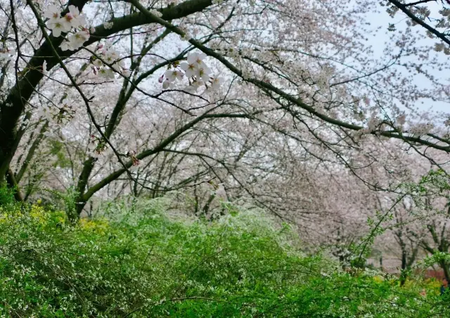 春の雨がロマンスを呼び覚まし、桜が街中を舞う！