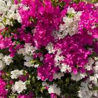Springtime in Egypt! 