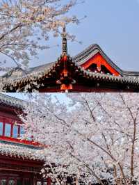 2024年南京雞鳴寺櫻花盛放，與花共舞攻略大公開！
