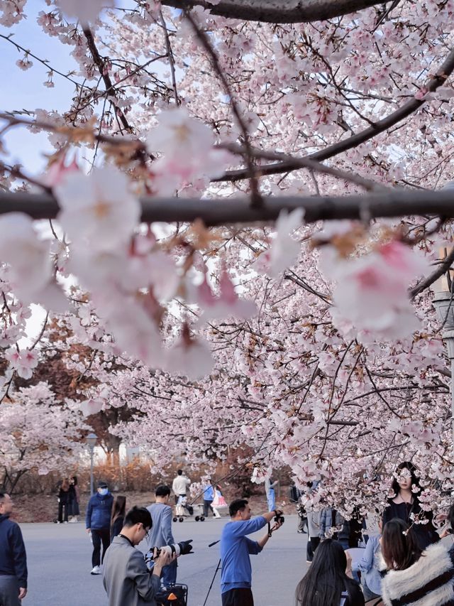 顧村公園櫻花，你不應該錯過