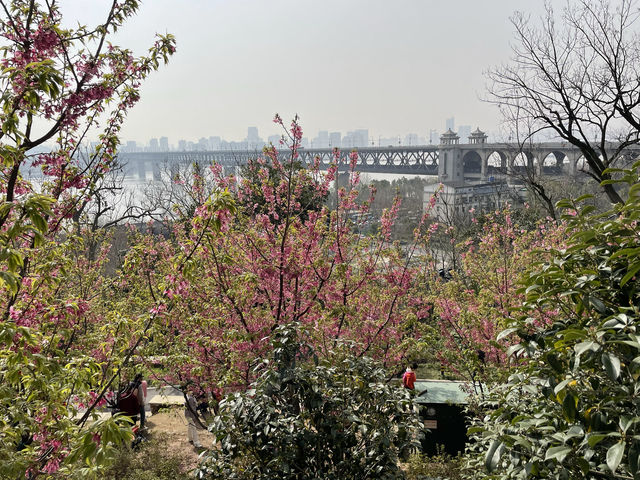 龜山公園的山櫻