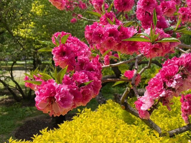 北京國家植物園|植物王國奇妙之旅