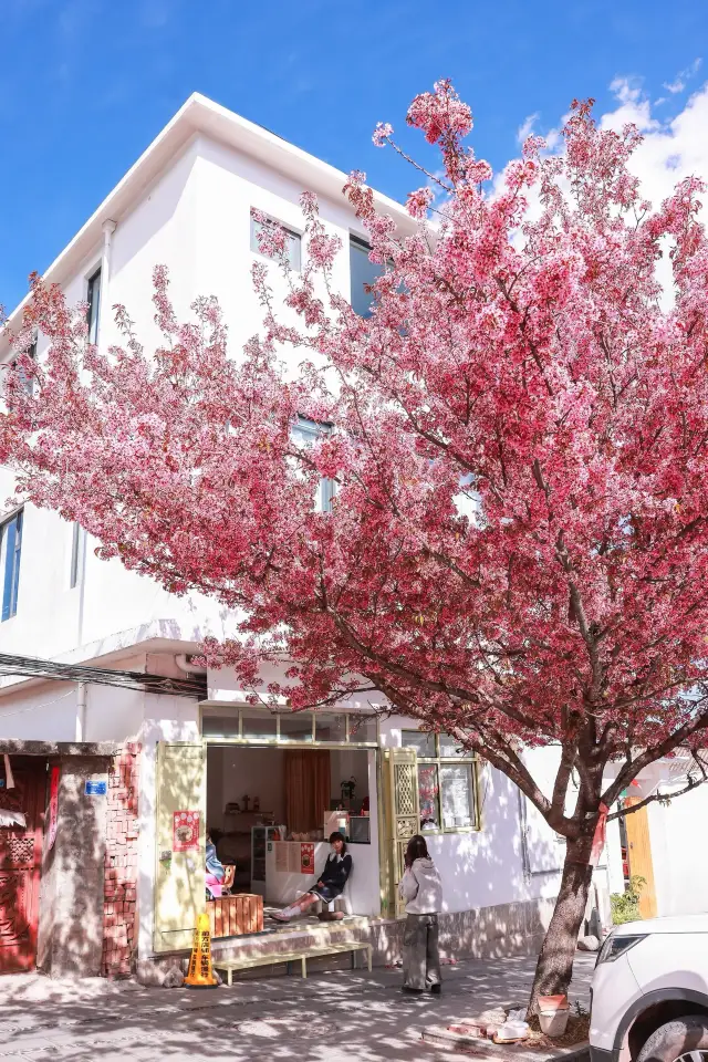 昆明の冬桜が満開で、冬の「春の都市」は一筆の鮮やかな風景です