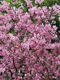 被99%廈門人忽略的櫻花園！（3月23日實況）