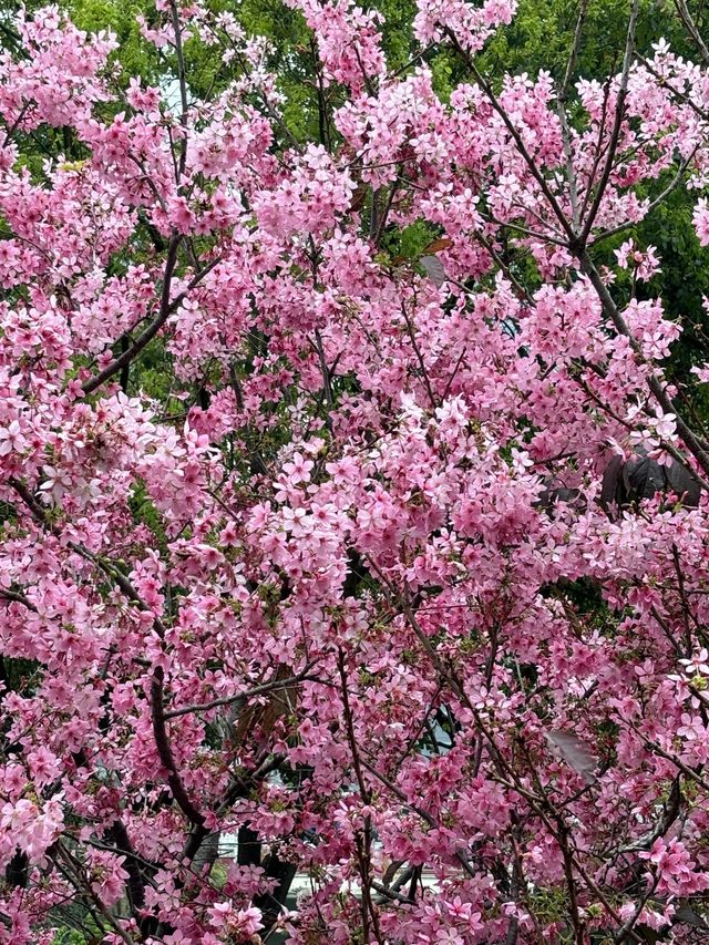被99%廈門人忽略的櫻花園！（3月23日實況）