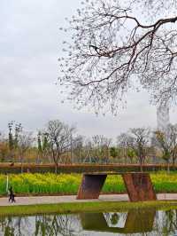上海賞花｜後灘濕地公園油菜花開啦！