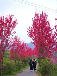 龍泉山桃花開了！仙境！寶獅村賞花攻略