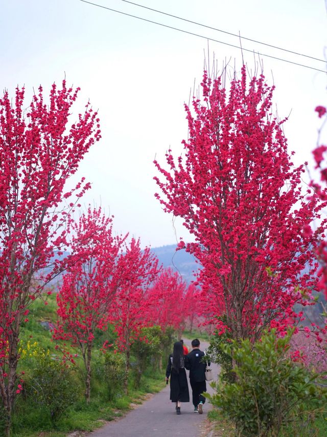龍泉山桃花開了！仙境！寶獅村賞花攻略