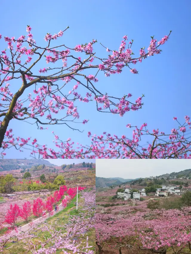 龍泉桃花開了，成都8個賞花地方推薦