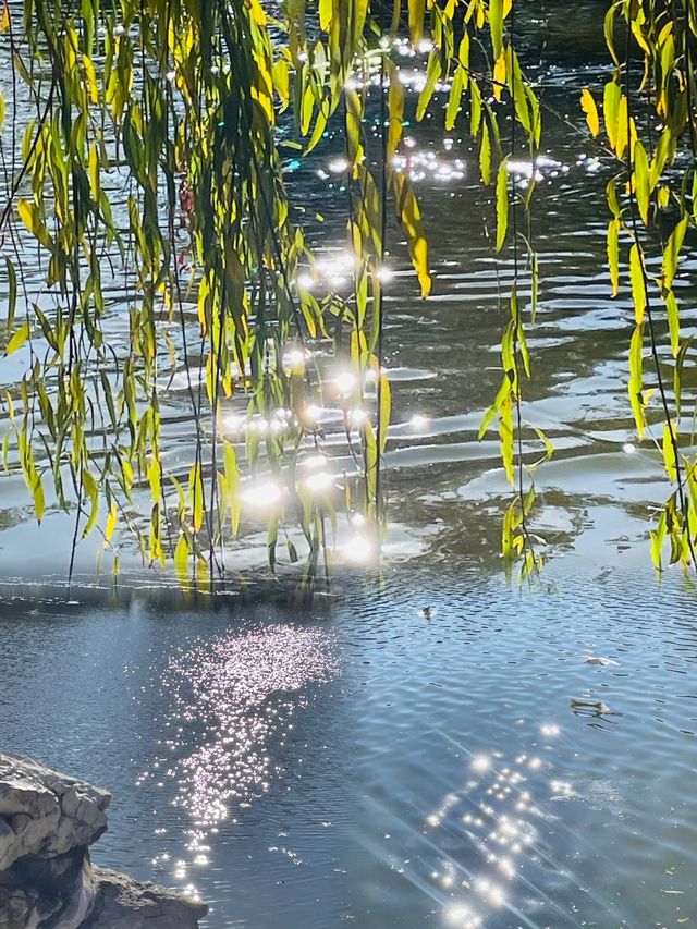 昆明的翠湖公園好美呀！美像幅畫