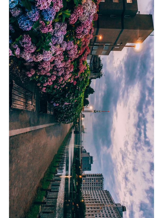 東京免費最美紫陽花觀賞地原來在這裡！