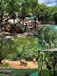 長隆野生動物園最完美路線攻略！