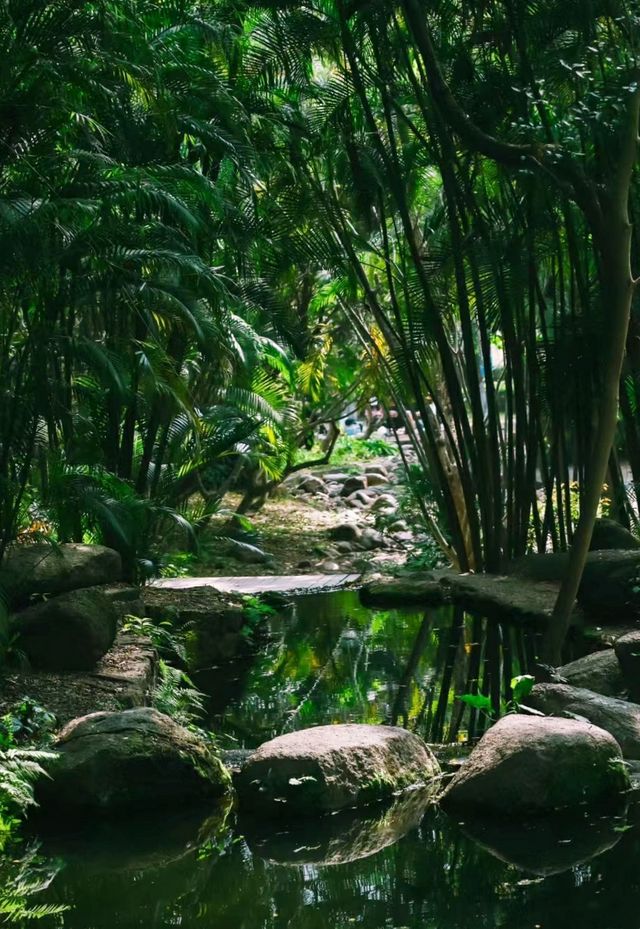 出門過夏天|只有1%深圳人知道小眾森林秘境