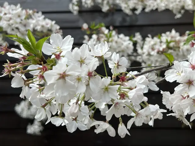 芜湖古城は桜に囲まれています