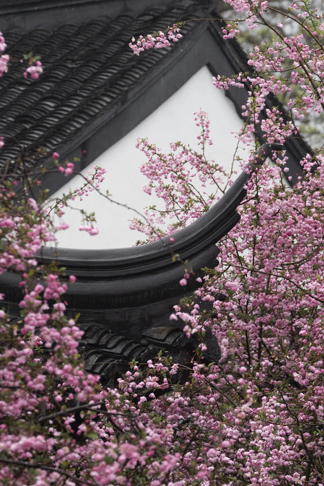 到此莫愁——南京莫愁湖海棠美景