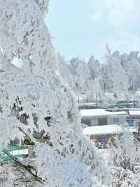 打卡雪後的廬山真面目！