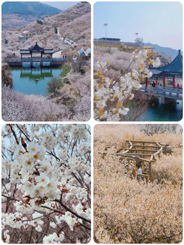 新幹線で直行！この桜の花を見たら、本当にこの春を無駄にしていないね