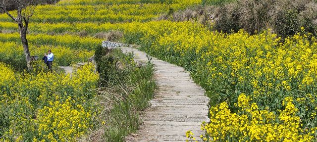 陽春3月有新約！一起去婺源看油菜花哦