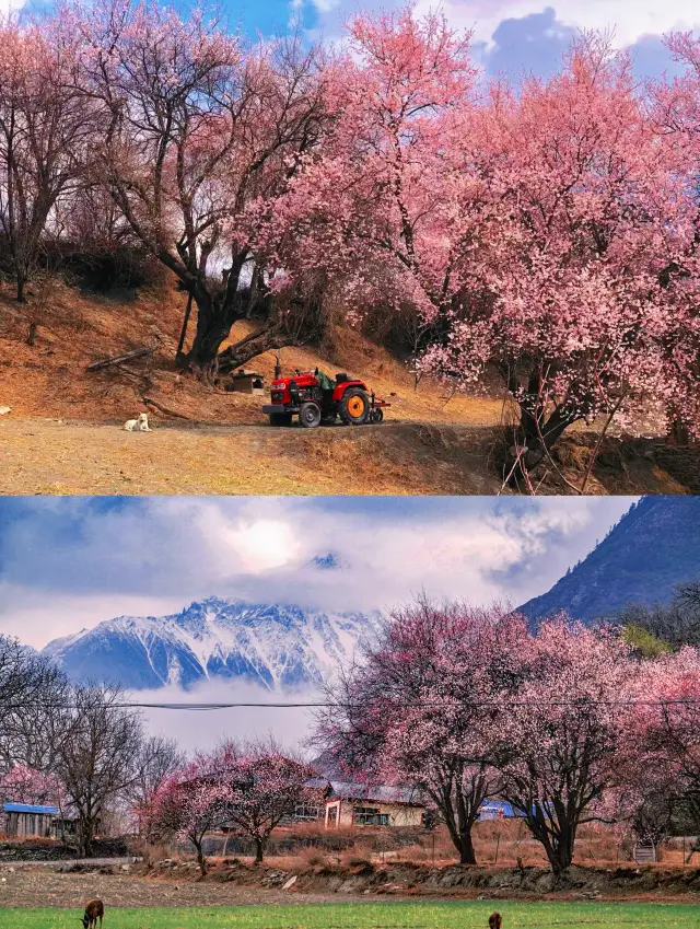 林芝 | 雪山下的漫山桃花美爆了（附玩法攻略）