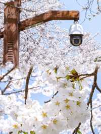 原以為辰山櫻花夠美了直到去了這裡