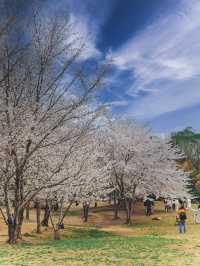 北京賞櫻少不了這裡星河灣公園真好拍