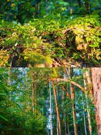 小川西秘境高山草甸見牛羊拍照yyds跟著找到馬邊這處未開發的