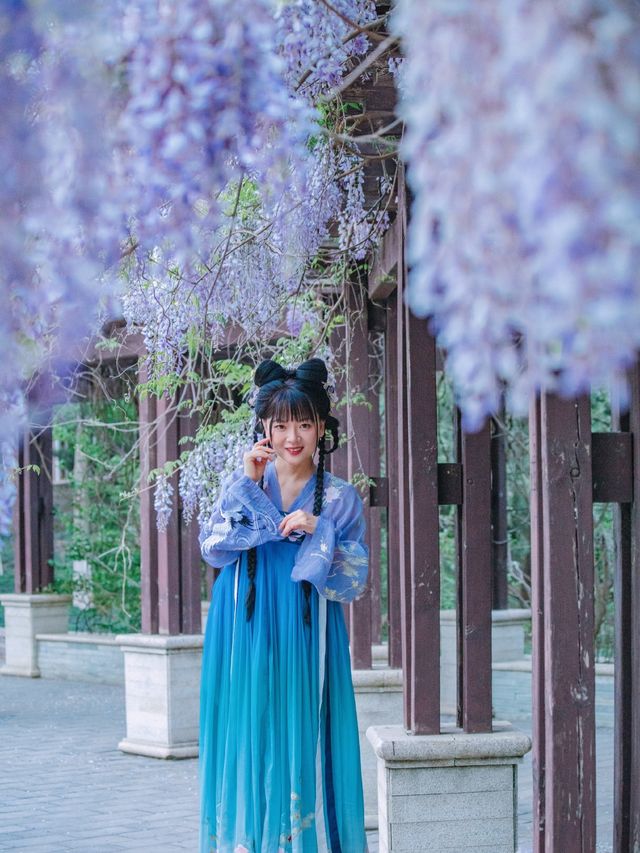 Expo Garden | Peonies in full bloom, no less splendid than those in Luoyang.