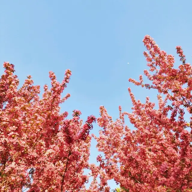 景山公園的驚豔景觀