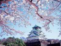 A Castle Flower Sakura