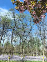 北京小眾公園 春季花海