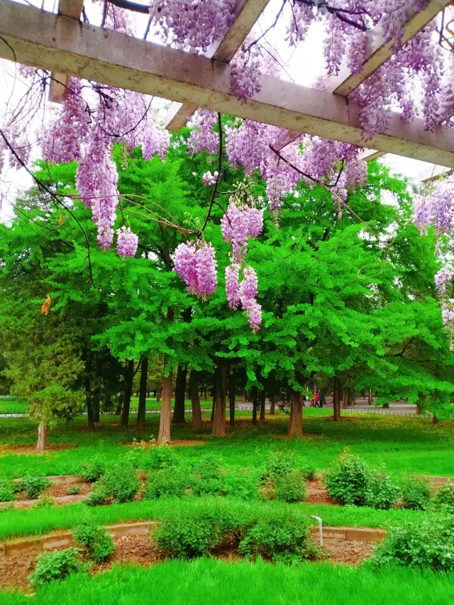 Wisteria blooms at the Temple of Heaven