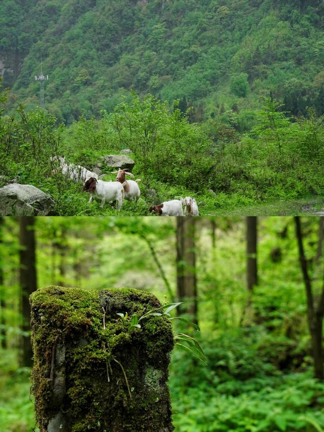 秘境森林·龍池