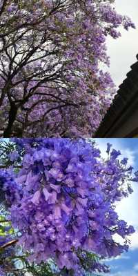 昆明藍花楹，春日街頭的紫色浪漫！
