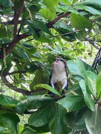 Oxygenating Forest Trekking Adventure in Nigeria