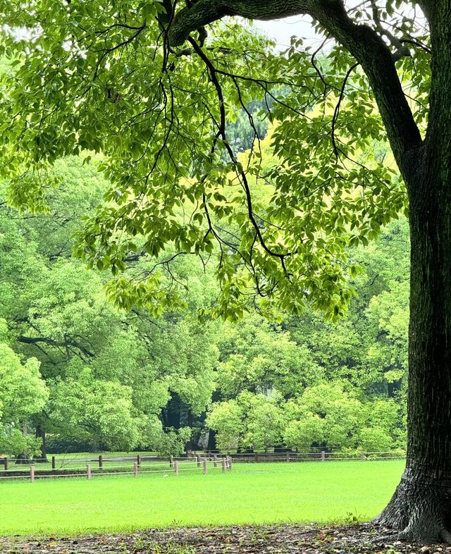 雨後共青森林公園