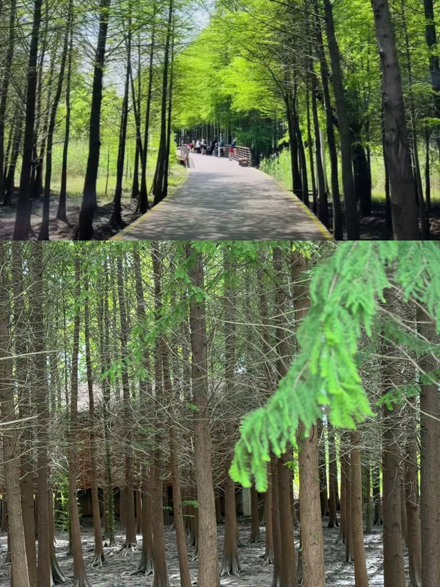 崇明島|像極了宮崎駿動漫裡的地方